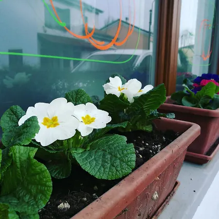 Bed & Breakfast Fiore Di Zucca Segrate