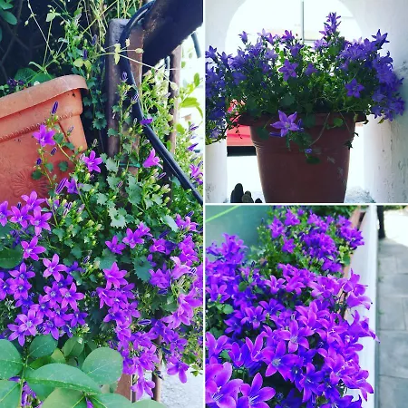 Fiore Di Zucca Bed & Breakfast