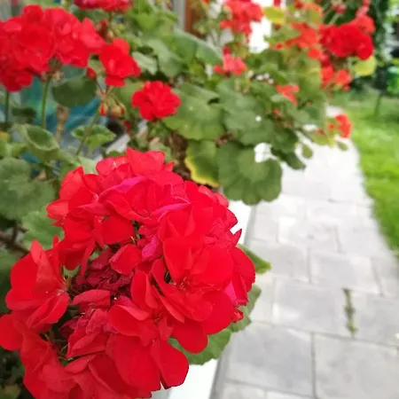 Fiore Di Zucca Bed & Breakfast *